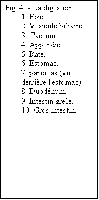 Zone de Texte: Fig. 4.   La digestion.
1. Foie.
2. Vsicule biliaire.
3. Caecum.
4. Appendice.
5. Rate.
6. Estomac.
7. pancras (vu derrire l'estomac).
8. Duodnum.
9. Intestin grle.
10. Gros intestin.

